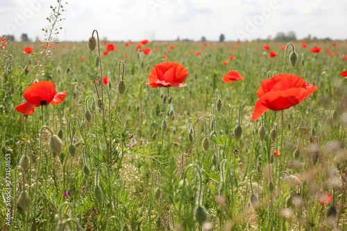 meadow at summer time full of poppies  with copy space for your text