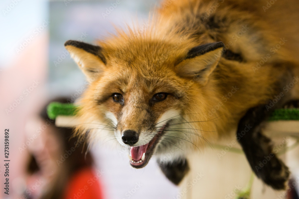 Obraz premium red fox 