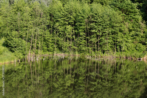 forest and lake
