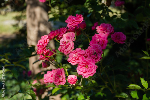 Pink roses on dark blurred garden background