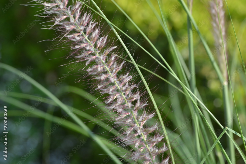 Détail de jardin