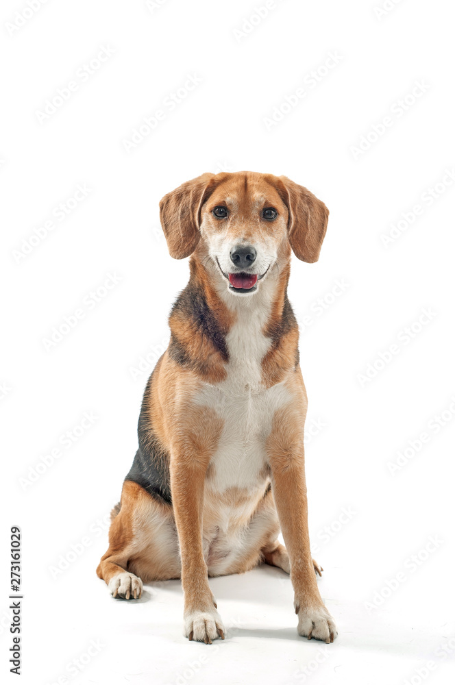 Beagle mix dog is sitting, Studio shot, isolated on white Beagle mix dog is sitting, Studio shot, isolated on white