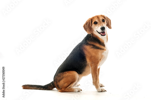 Beagle mix sitting, studio shot