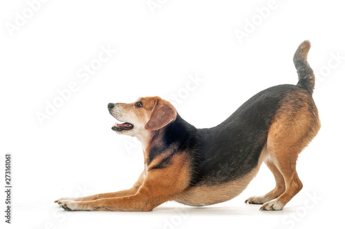 Photography Beagle mix is making a bow, isolated studio shot