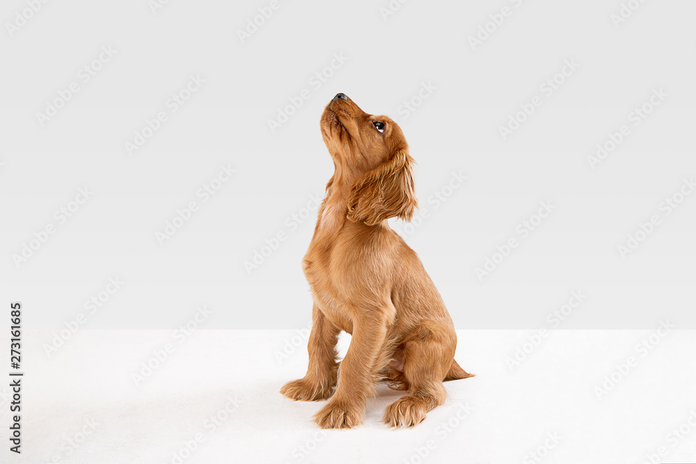 Pure youth crazy. English cocker spaniel young dog is posing. Cute playful white-braun doggy or pet is playing and looking happy isolated on white background. Concept of motion, action, movement. - obrazy, fototapety, plakaty 