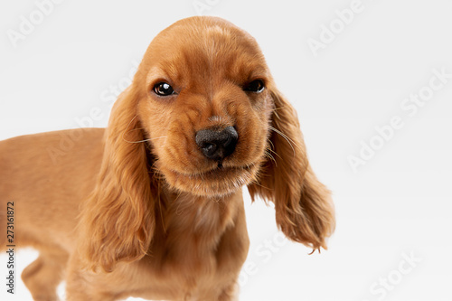 Pure youth crazy. English cocker spaniel young dog is posing. Cute playful white-braun doggy or pet is playing and looking happy isolated on white background. Concept of motion, action, movement.