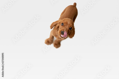 Pure youth crazy. English cocker spaniel young dog is posing. Cute playful white-braun doggy or pet is playing and looking happy isolated on white background. Concept of motion, action, movement.