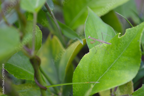 カマキリの幼虫 Mantis larvae