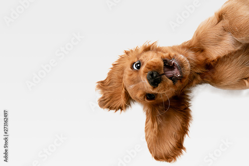 Szalona czysta młodość. Angielski cocker spaniel młody pies pozuje. Śliczny figlarnie biały braun pieska lub zwierzę domowe bawić się i patrzeje szczęśliwy odosobnionego na białym tle. Pojęcie ruchu, akcji, ruchu.