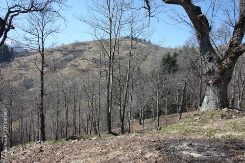 spring panorama of Careggine, dry soil and bare trees. the land is dry and the bush displaced also in Tuscany due to the drought photo
