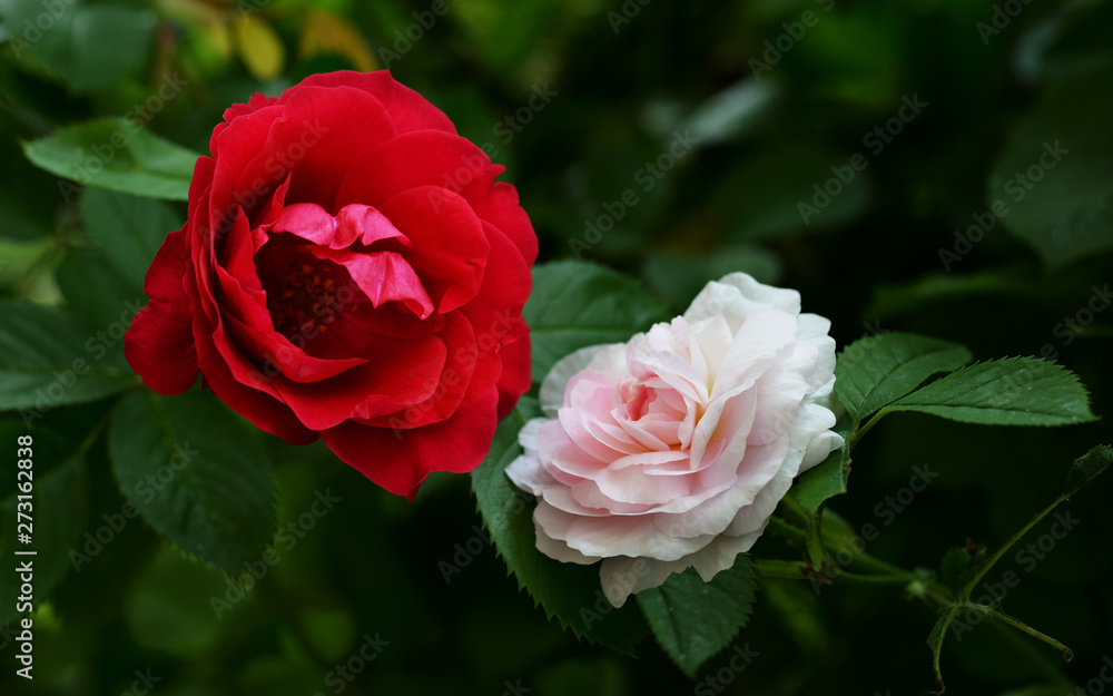 Blooming multicolored roses Blooming multicolored roses