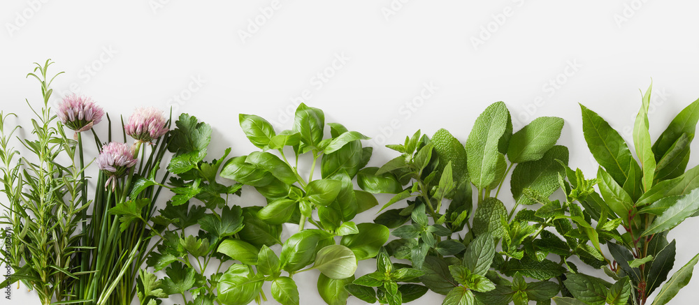 Sprigs of healthy fresh culinary herbs in a banner - obrazy, fototapety, plakaty 