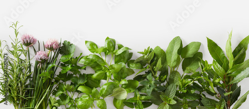 Sprigs of healthy fresh culinary herbs in a banner