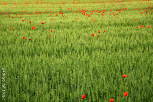 green wheat field with red poppies in spring