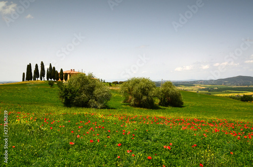 Pienza, Tuscany - June, 2019: Beautiful Tuscany landscape, farmland I Cipressini. Italian cypress trees and red poppies. Located at Pienza (Siena). Italy