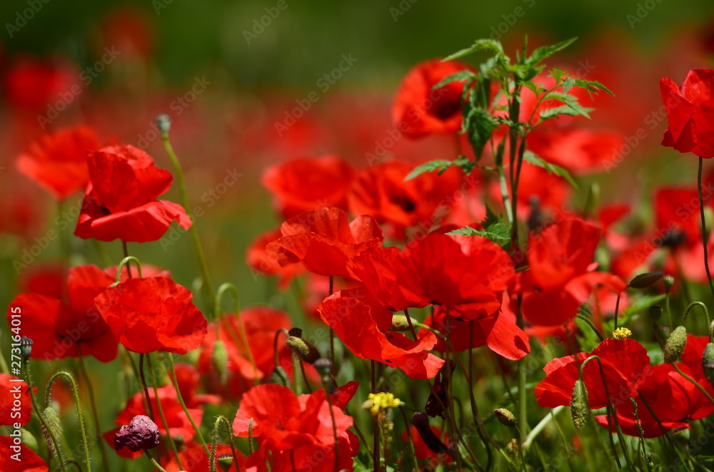 Beautiful field of red poppies near Pienza in Tuscany. Italy.