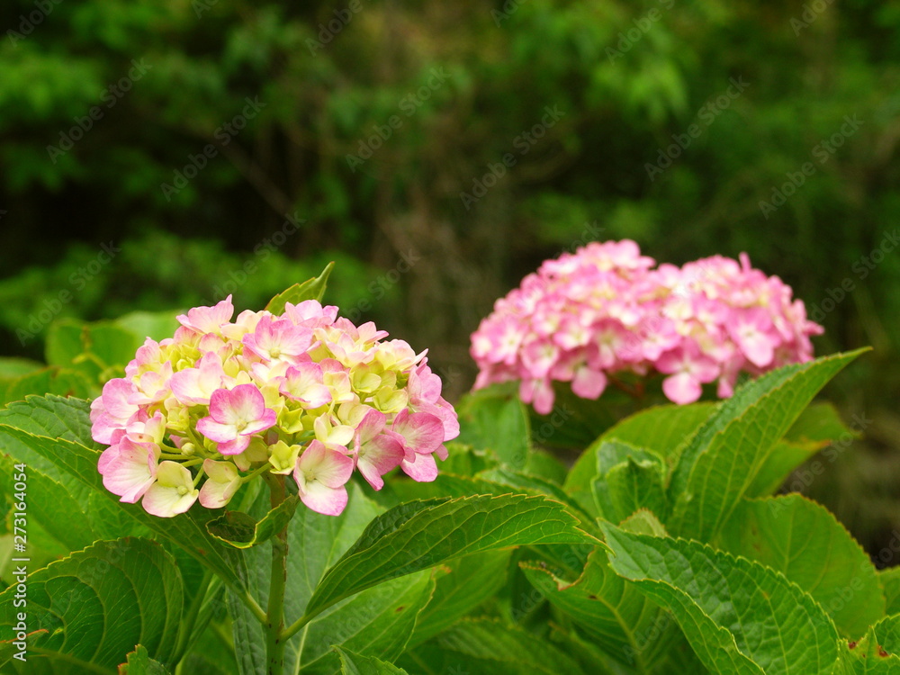 紫陽花咲く風景