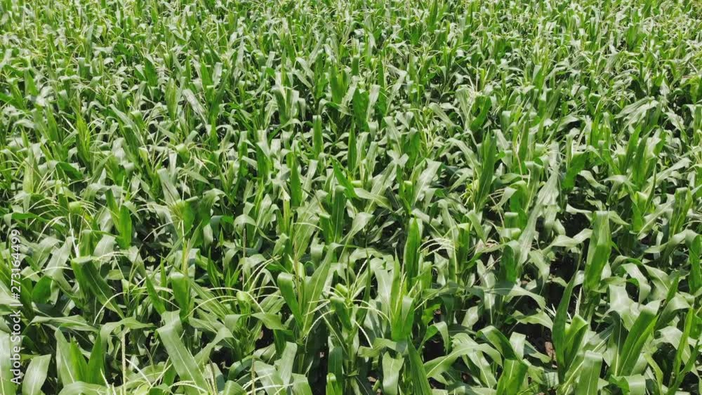 Countryside, flying over the green field of corn, view from height. Countryside, flying over the green field of corn, view from height.
