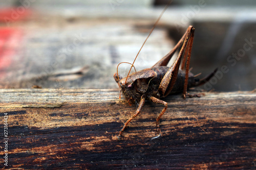 Cricket with spiderweb on Anteannae photo