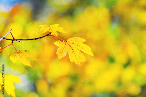 Branch with yellow maple leaves on a yellow-hot autumn background. Golden autumn_
