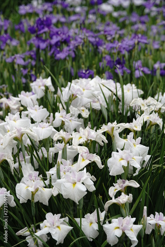 菖蒲の花満開