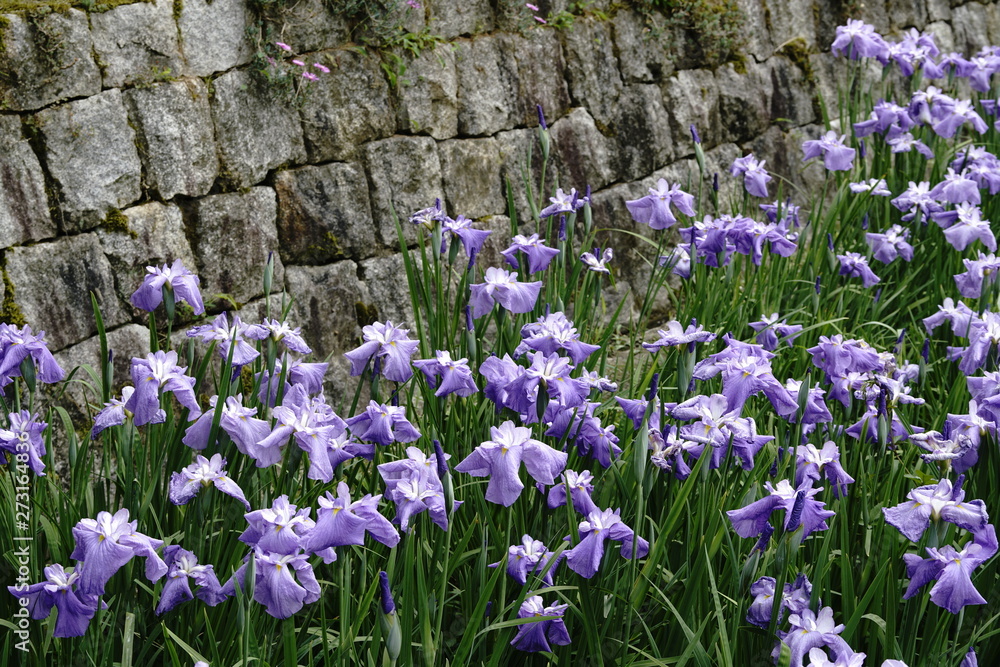 Obraz premium 菖蒲の花満開