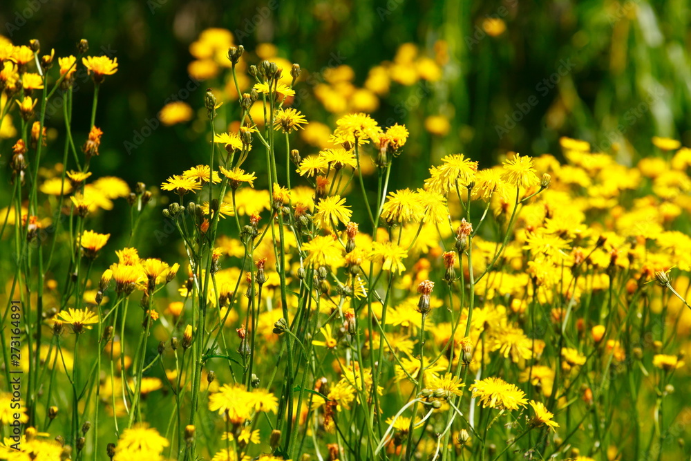 Obraz premium Blumenwiese mit gelben Löwenzahnblumen