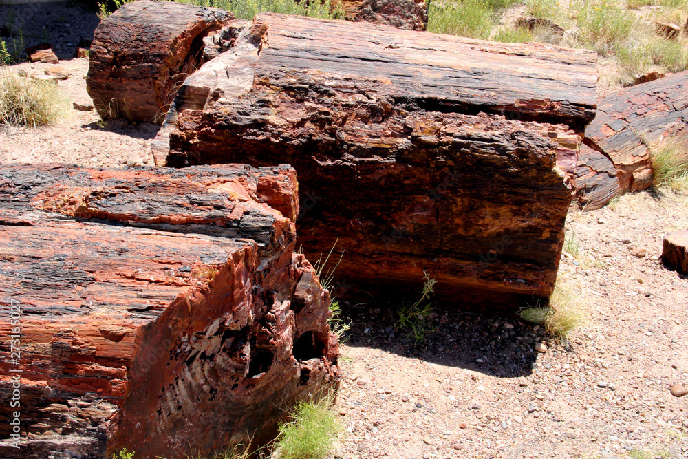 Fototapeta premium Petrified wood in Arizona National Park