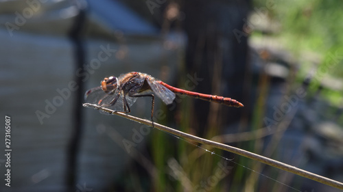 Red Dragonfly perched on a small branch