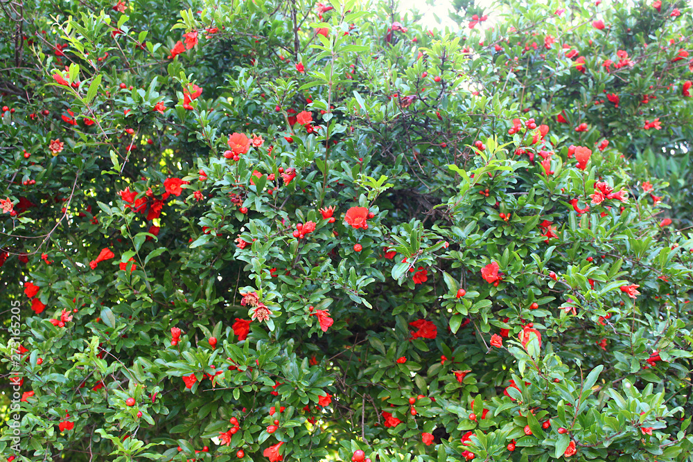 Blooming pomegranate tree with red flowers