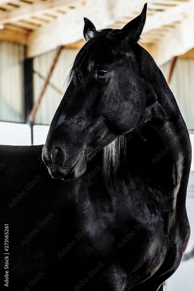 Obraz premium Portrait head shot closeup of a young saddle horse indoor