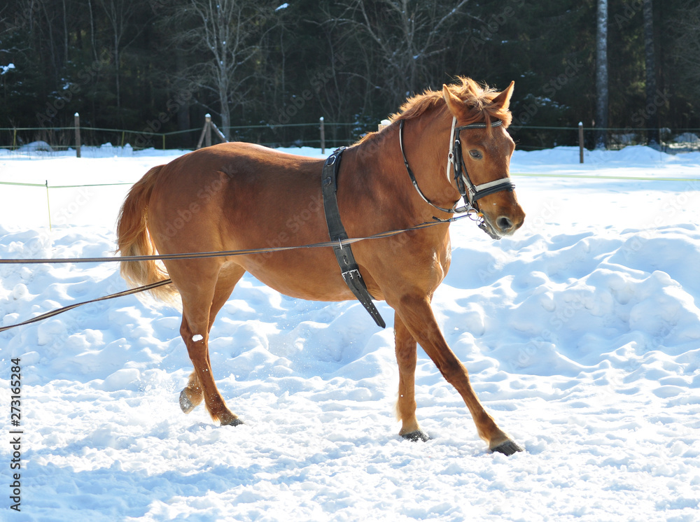 Obraz premium Brown horse in winter training