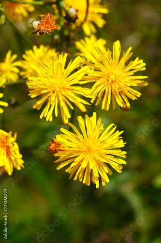 Gelbe Löwenzahnblüte © detailfoto