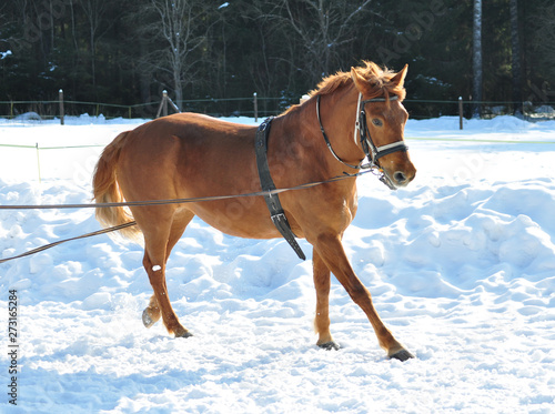 Brown horse in winter training