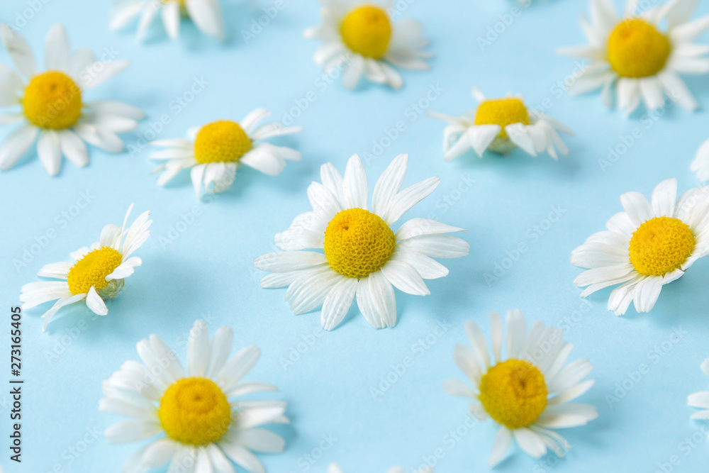Chamomile. Medicinal little chamomile flowers on a gentle light blue background. background of flowers. Chamomile. Medicinal little chamomile flowers on a gentle light blue background. background of flowers.