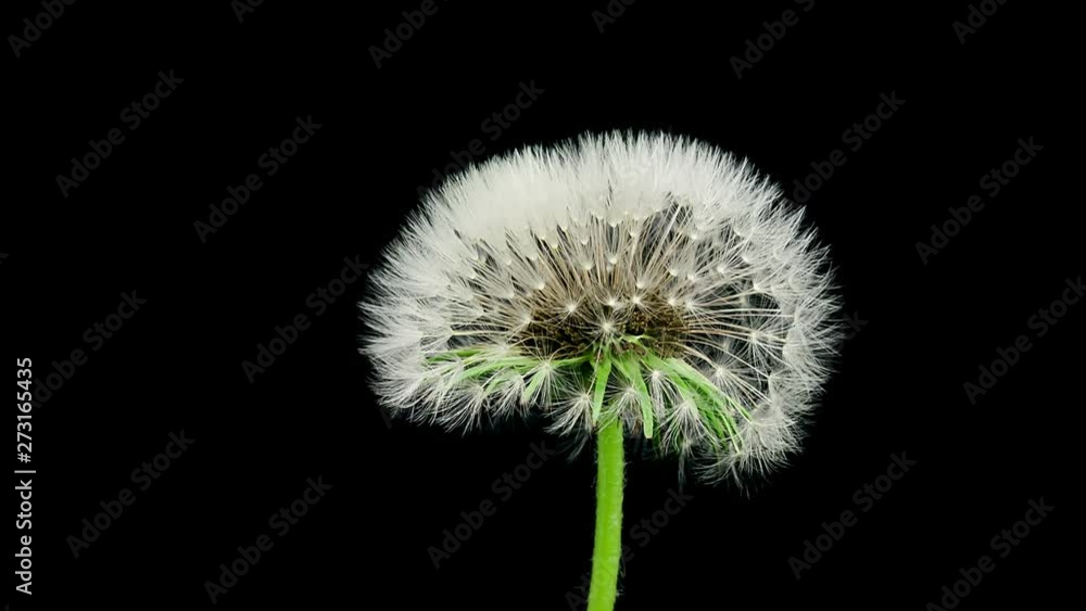Timelapse of a dandelion seedhead opening on black bacground Timelapse of a dandelion seedhead opening on black bacground