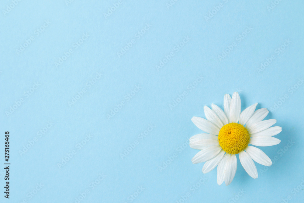 Chamomile. Medicinal little chamomile flowers on a gentle light blue background. top view. space for text Chamomile. Medicinal little chamomile flowers on a gentle light blue background. top view. space for text