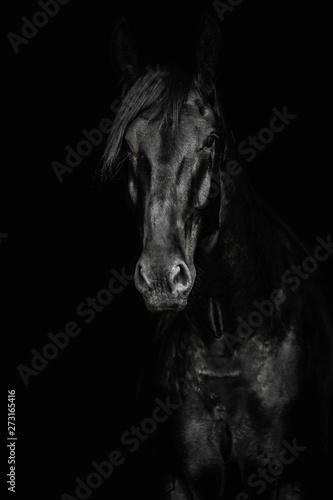 Portrait of a black horse on the black background