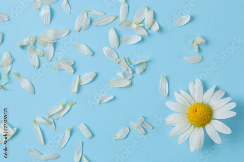 Chamomile. Medicinal little daisy flowers and petals on a gentle light blue background. top view