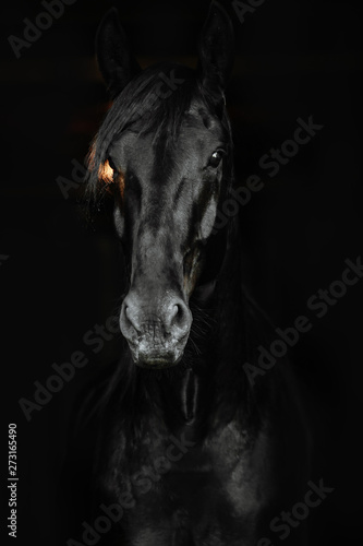 Portrait of a black horse on the black background © matilda553