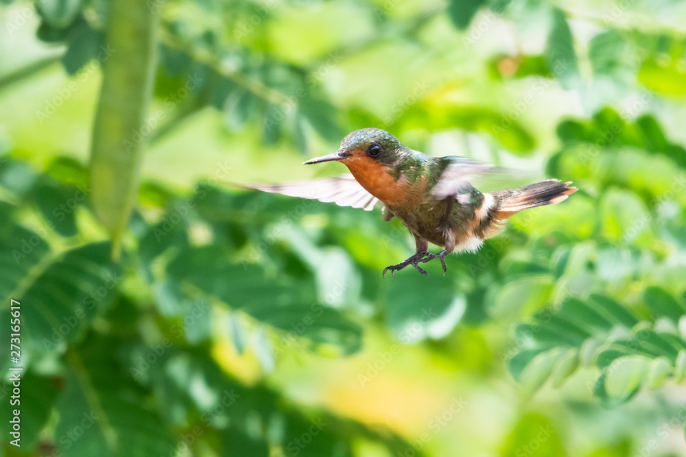 A female Tufted Coquette hovering in a tropical garden. A female Tufted Coquette hovering in a tropical garden.