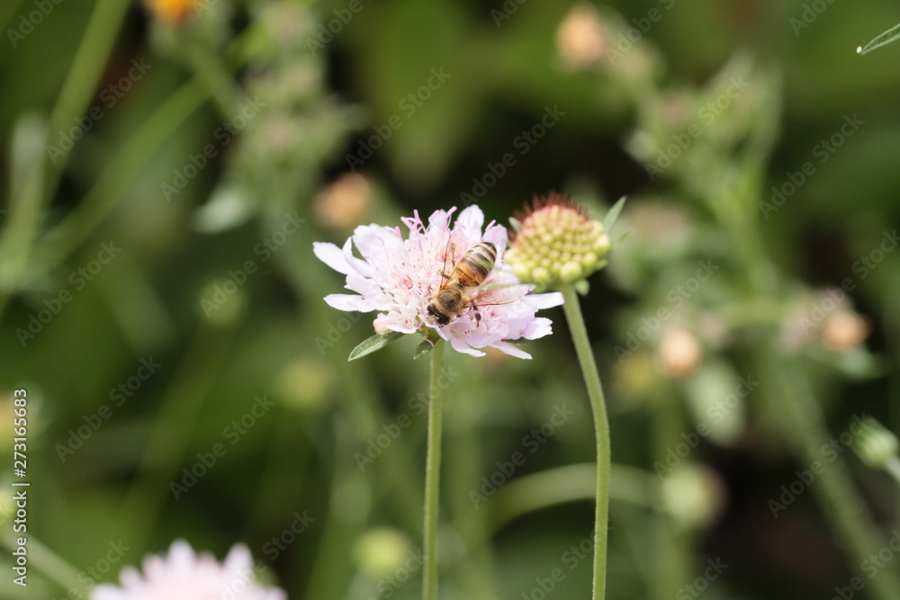Fototapeta premium insectes en 2019