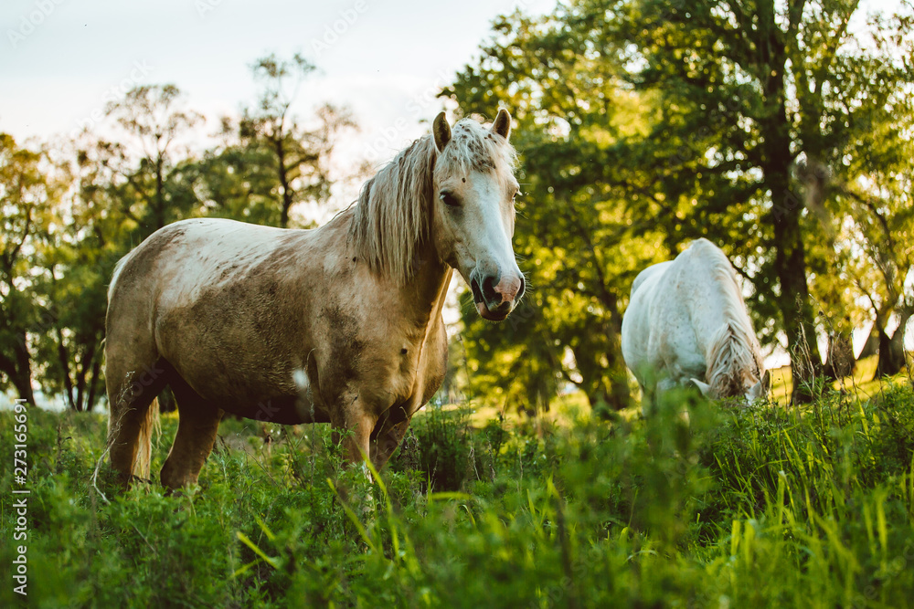 Wild horses range the Pryor Mountains outside Lovell, Wyoming.