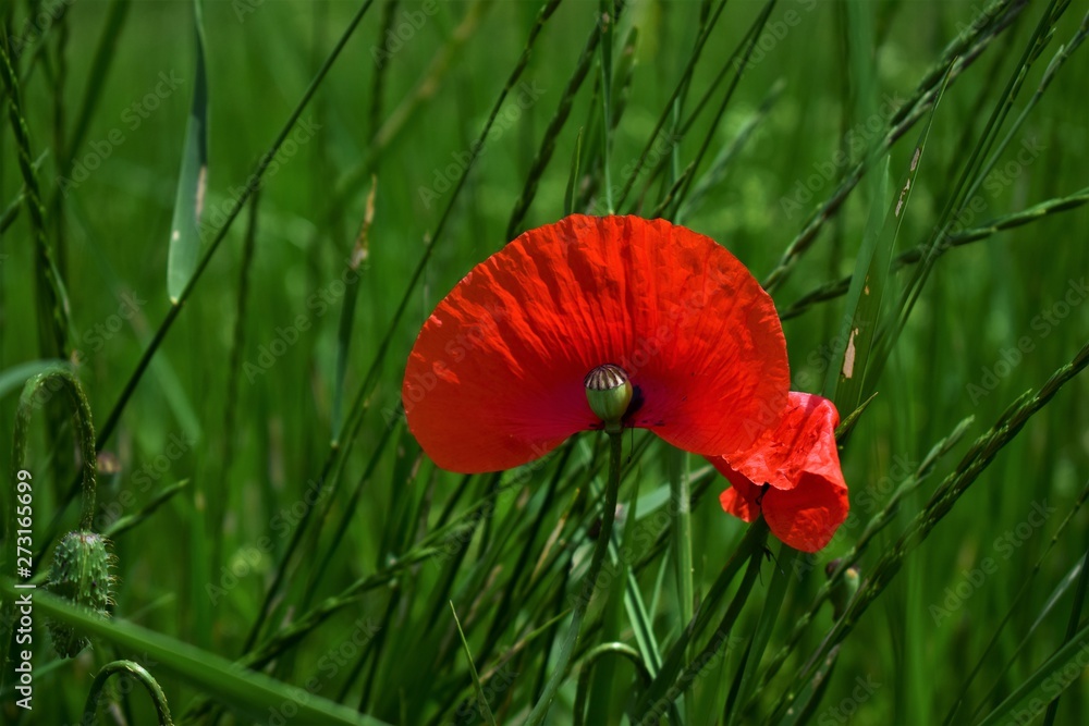 Naklejka premium poppy in the grass