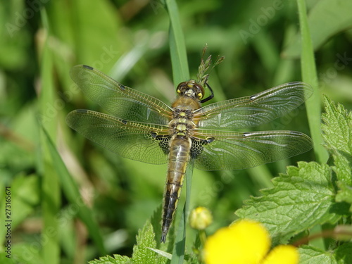 male four spotted chaser dragonfly (Libellula quadrimaculata)
