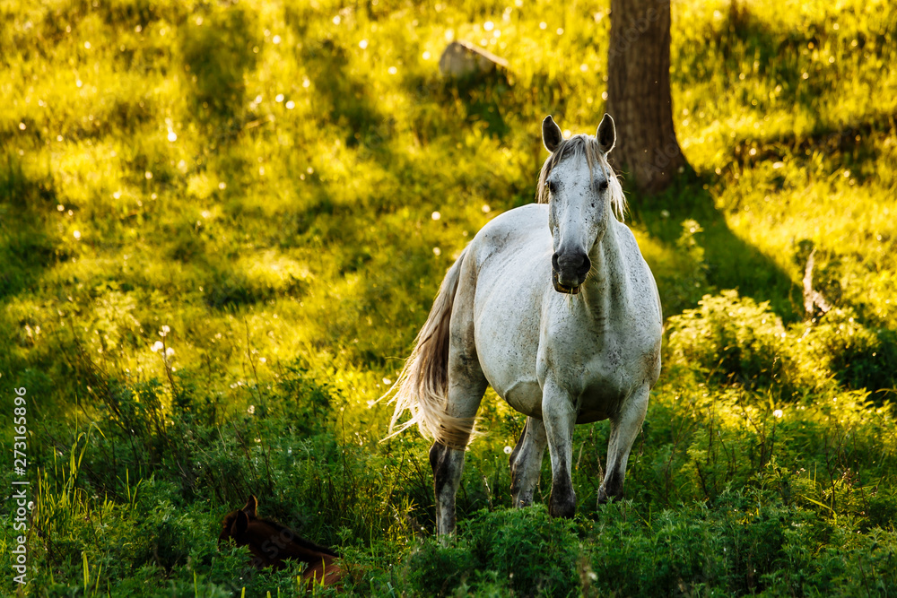 portrait of white arabian horse standing in forest. background of autumn colorful forest. portrait of white arabian horse standing in forest. background of autumn colorful forest.