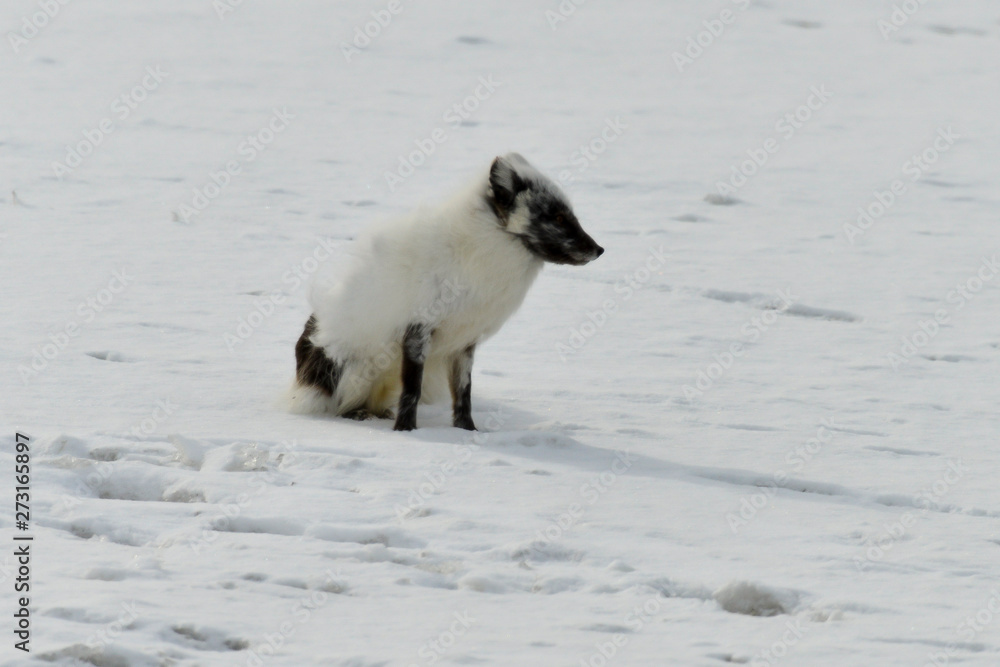 Renard polaire, Vulpes lagopus Renard polaire, Vulpes lagopus