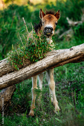 Brown Horse in the forest, scratching head using a log. Horse has a thick coat of fur. photo