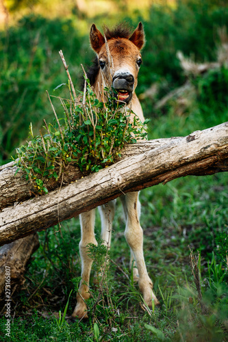 Brown Horse in the forest, scratching head using a log. Horse has a thick coat of fur. photo