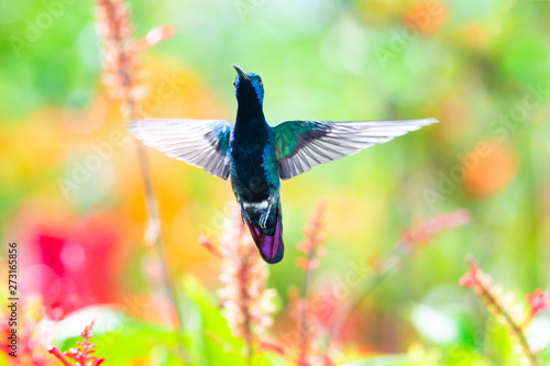 Beautiful, male Black-throated Mango hummingbird, Anthracothorax nigricollis, hovering in a garden with colorful flowers.